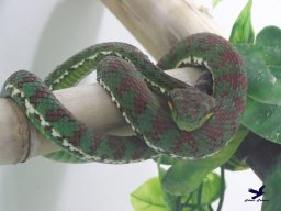 Tiergarten Schönbrunn am 24.02.2026